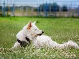Собаки, щенята Біла Швейцарська вівчарка, ціна 8350 Грн., Фото