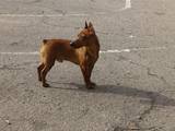 Собаки, щенята Карликовий пінчер, Фото