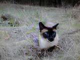 Кошки, котята Тайская, Фото