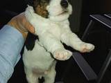 Собаки, щенята Жорсткошерстий фокстер'єр, ціна 3500 Грн., Фото