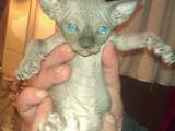 Кошки, котята Канадский сфинкс, цена 3500 Грн., Фото