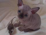 Кішки, кошенята Канадський сфінкс, ціна 3500 Грн., Фото