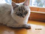 Кошки, котята Невская маскарадная, цена 200 Грн., Фото