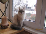 Кішки, кошенята Невськая маскарадна, ціна 200 Грн., Фото