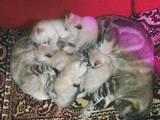 Кішки, кошенята Тайська, ціна 1000 Грн., Фото