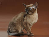 Кошки, котята Бурма, цена 16000 Грн., Фото