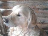 Собаки, щенки Золотистый ретривер, цена 4000 Грн., Фото