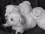 Собаки, щенята Вестхайленд уайт тер'єр, ціна 9500 Грн., Фото