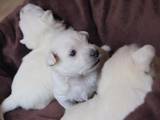 Собаки, щенята Вестхайленд уайт тер'єр, ціна 9500 Грн., Фото