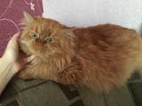 Кошки, котята Персидская, цена 3 Грн., Фото