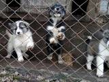 Собаки, щенки Восточно-Сибирская лайка, цена 1800 Грн., Фото
