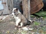 Собаки, щенята Східно-сибірська лайка, ціна 1800 Грн., Фото