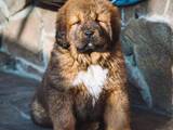 Собаки, щенки Тибетский мастиф, цена 25000 Грн., Фото