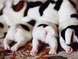 Собаки, щенки Джек Рассел терьер, цена 2000 Грн., Фото