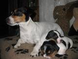 Собаки, щенята Джек Рассел тер'єр, ціна 2000 Грн., Фото