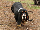 Собаки, щенята Бассет, ціна 15000 Грн., Фото