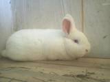 Тваринництво,  Сільгосп тварини Кролики, Нутрії, ціна 90 Грн., Фото