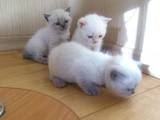 Кішки, кошенята Колор-пойнт короткошерстий, ціна 1000 Грн., Фото