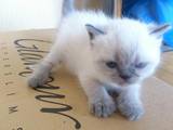 Кошки, котята Колор-пойнт короткошерстный, цена 1000 Грн., Фото