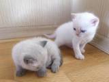Кошки, котята Колор-пойнт короткошерстный, цена 1000 Грн., Фото