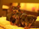 Собаки, щенки Пинчер, цена 4500 Грн., Фото
