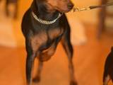 Собаки, щенята Пінчер, ціна 4500 Грн., Фото