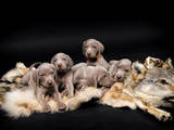 Собаки, щенки Веймарская легавая, цена 10000 Грн., Фото