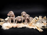 Собаки, щенки Веймарская легавая, цена 10000 Грн., Фото