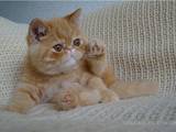 Кошки, котята Экзотическая короткошерстная, Фото