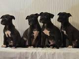 Собаки, щенки Поденко ибиценко, цена 4000 Грн., Фото