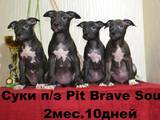Собаки, щенки Поденко ибиценко, цена 4000 Грн., Фото