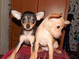 Собаки, щенята Російський гладкошерстий тойтерьер, ціна 1500 Грн., Фото