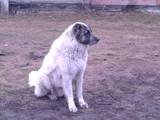 Собаки, щенята Кавказька вівчарка, ціна 800 Грн., Фото