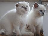 Кошки, котята Шотландская вислоухая, цена 3000 Грн., Фото