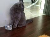 Кошки, котята Шотландская вислоухая, цена 500 Грн., Фото