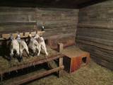 Животноводство,  Сельхоз животные Козы, цена 150 Грн., Фото