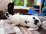 Животноводство Кролиководство, цена 400 Грн., Фото