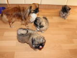 Собаки, щенята Пекінес, ціна 5000 Грн., Фото