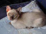 Кошки, котята Бурма, цена 5000 Грн., Фото
