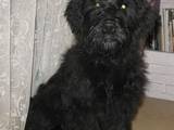 Собаки, щенята Чорний тер'єр, ціна 5500 Грн., Фото