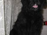 Собаки, щенята Чорний тер'єр, ціна 5500 Грн., Фото