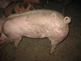 Тваринництво,  Сільгосп тварини Свині, ціна 28 Грн., Фото