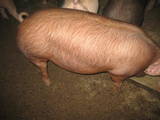 Животноводство,  Сельхоз животные Свиньи, цена 28 Грн., Фото