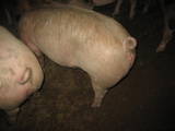 Животноводство,  Сельхоз животные Свиньи, цена 28 Грн., Фото
