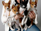 Собаки, щенки Басенджи, цена 17000 Грн., Фото