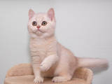 Кішки, кошенята Шиншила, ціна 9000 Грн., Фото