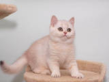 Кошки, котята Шиншилла, цена 9000 Грн., Фото