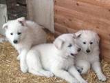 Собаки, щенята Біла Швейцарська вівчарка, ціна 10000 Грн., Фото