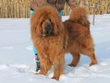 Собаки, щенята Тибетський мастиф, ціна 30000 Грн., Фото