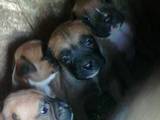 Собаки, щенки Боксер, цена 3500 Грн., Фото